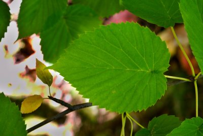 Davidia involucrata - davidie listenová - list